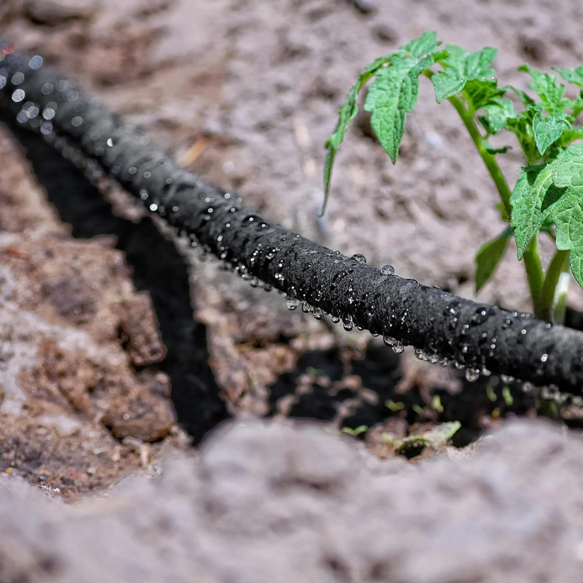 Irrigazione a goccia – risparmio d’acqua e precisione