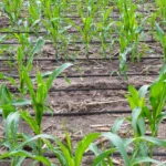 Irrigazione a goccia – risparmio d’acqua e precisione